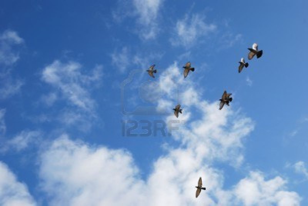 4717171-flying-birds-against-the-cloudy-sky