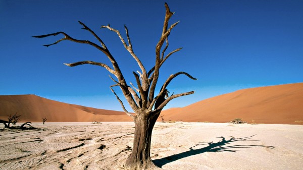 Dried-Tree-in-the-Desert-600x337