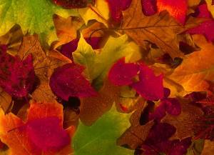 fall-in-love-leaves-3